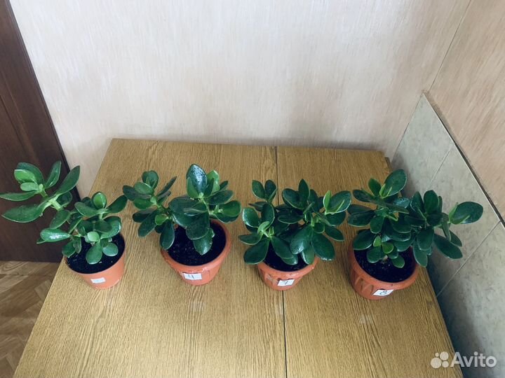 Денежные деревья (Толстянка)