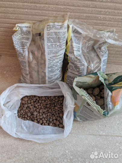 Фикус мелани