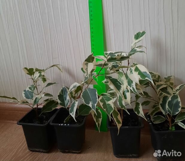 Фикус бенджамина пестролистный
