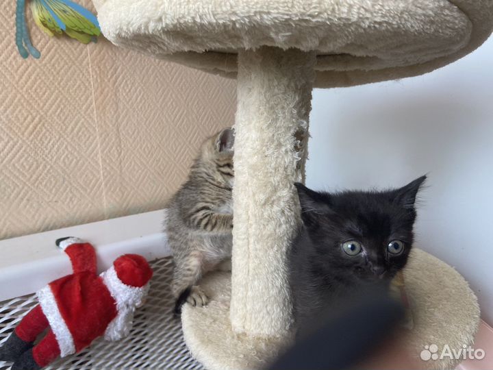 Отдам бесплатно животные