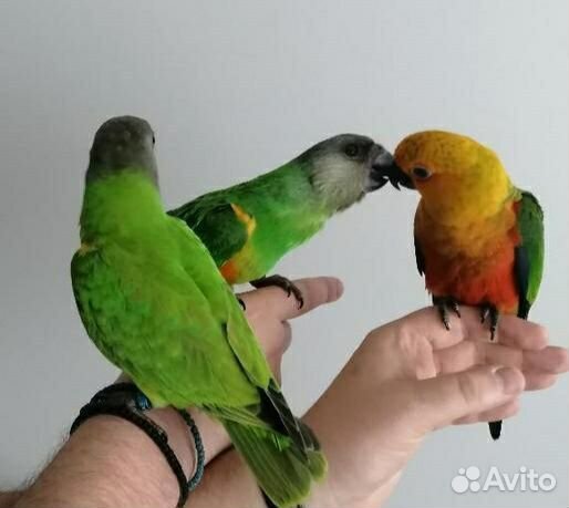 Сенегальский попугай оптом
