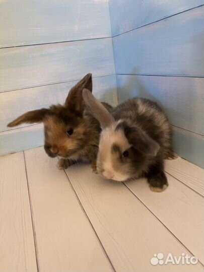 Карликовые вислоухие кролики