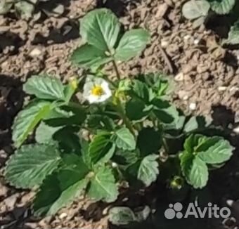 Ремонтантная земляника цветущие саженцы, варенье