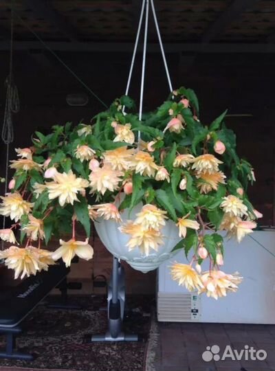 Бегония беллекония