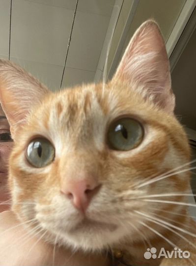 Котик в добрые руки