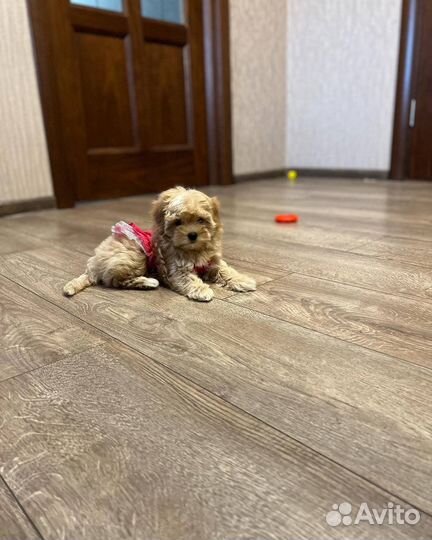 Мальтипу vip teddy micro f1