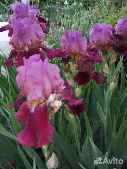 Ирис Германский Сортовой