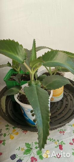 Каланхоэ растение домашнее, лекарственное