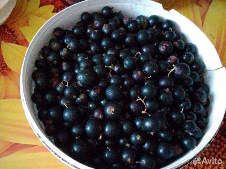 Черная сморода