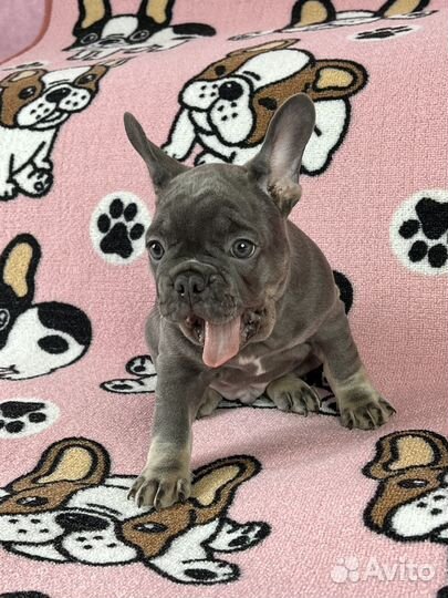 Щенки Французского бульдога
