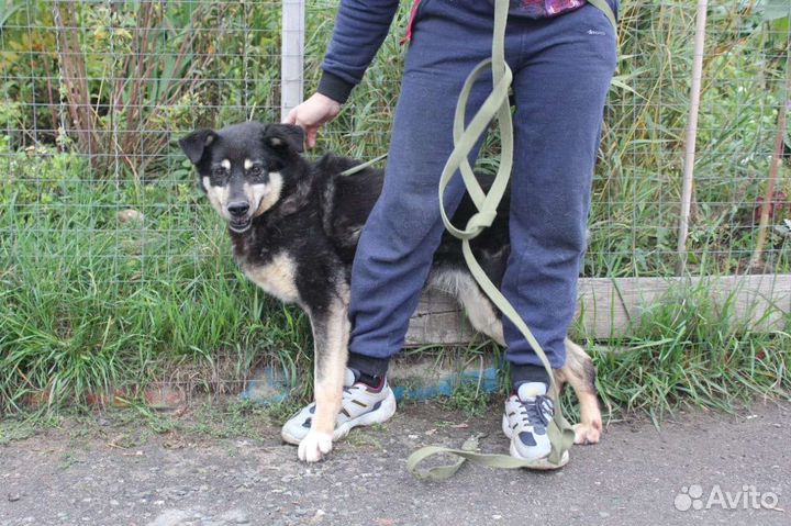 Трусливая Зося