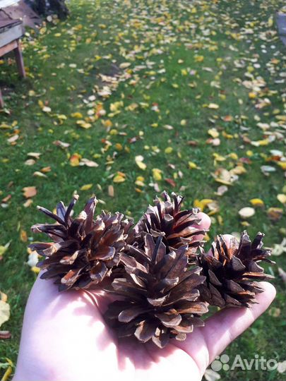 Шишки сосновые