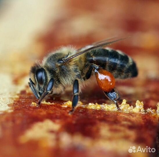 Прополис очищеннный