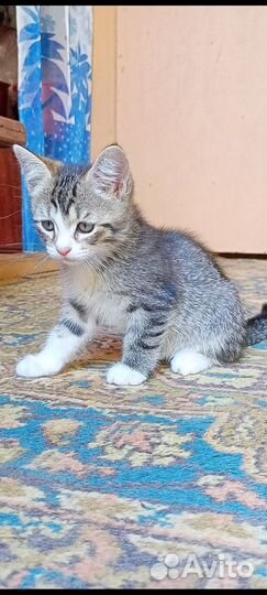 Котята в добрые руки даром