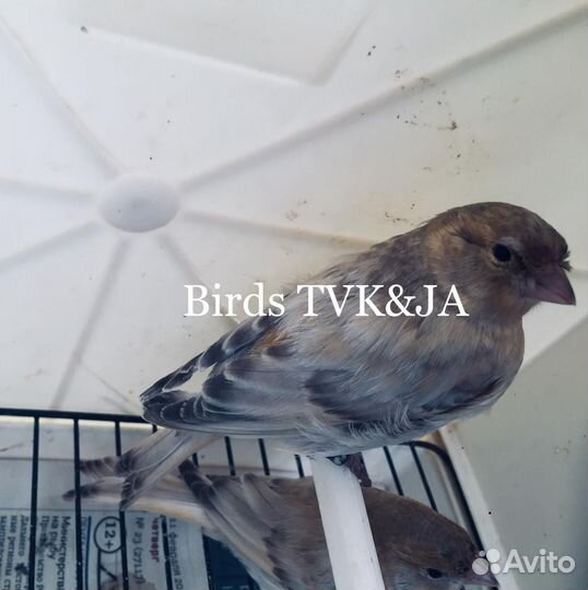 Канарейки Nero perla Черная жемчужина Италии