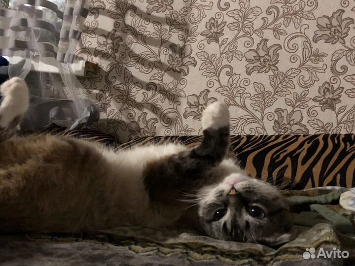 Вислоухий кот