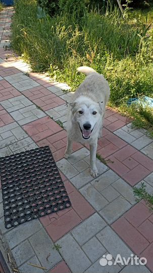 Собака ищет дом