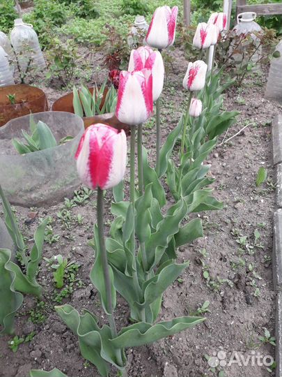 Тюльпаны луковицы