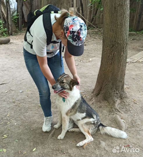 Собака в дар