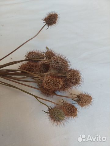 Сухоцвет скабиоза