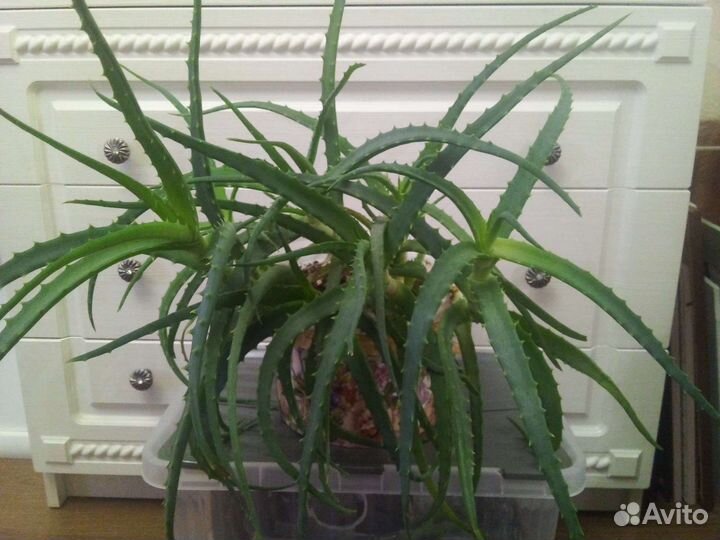 Каланхоэ лечебное Дэгремона