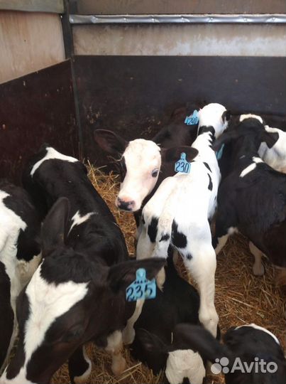 Телята с доставкой до двора за наш счёт