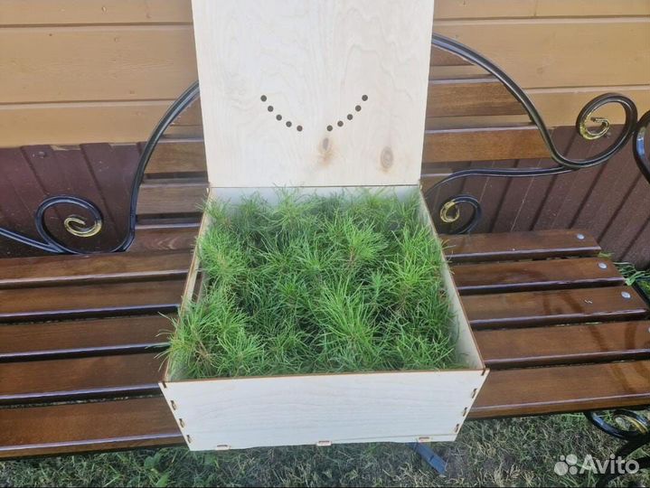 Сеянцы ели зкс от производителя