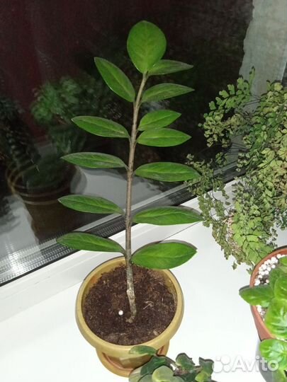 Замиокулькас, хатиора, адиантум