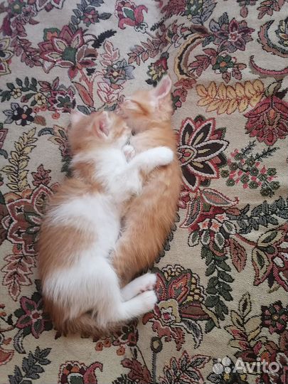 Кошки бесплатно