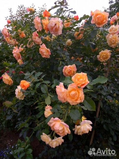 Роза плетистая чайно-гибридная 