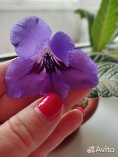 Стрептокарпус