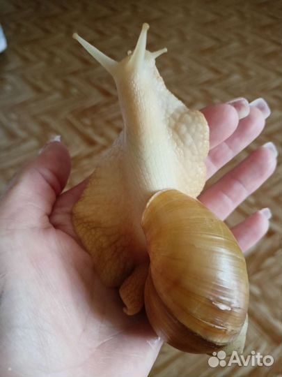 Улитки ахатины