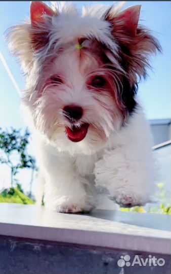 Цветной йорк биро