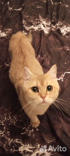 Котята - метисы 1-го поколения