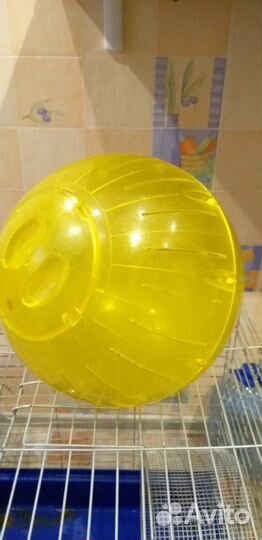 Шар для выгула крупных грызунов