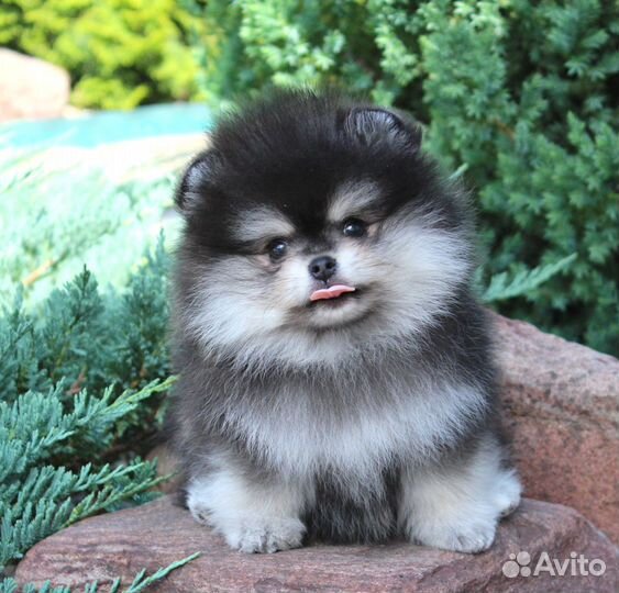 Красивая помераночка Мира