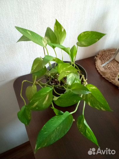 Сциндапсус золотистый