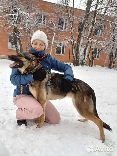 Собака из приюта в добрые руки