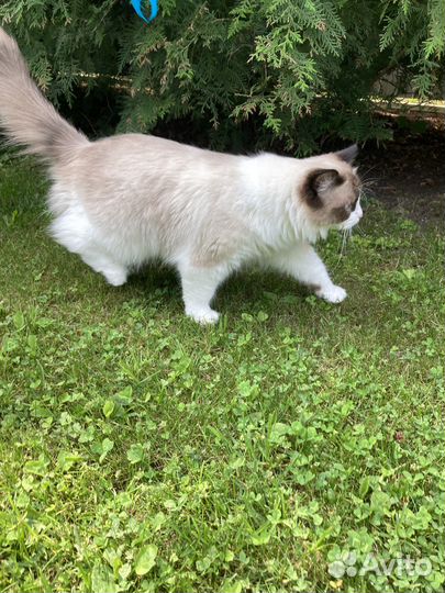 Кошки рэгдолл