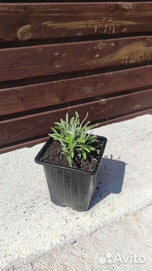 Эдельвейс альпийский (Leontopodium alpinum)