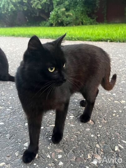 Ласковый котёнок ищет любящую семью