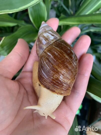 Улитки ахатины