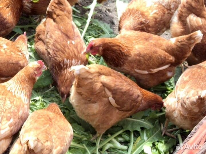 Куры несушки породы Леггорн / Бесплатная доставка