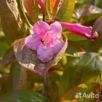 Вейгела Винг оф Файр