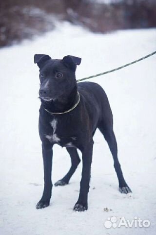 Эшли ждёт хозяина