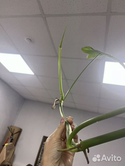 Филодендрон параисо верде