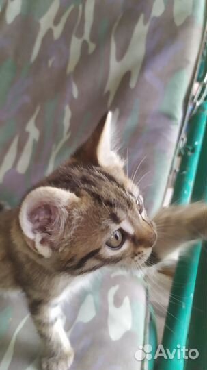 Отдам в добрые руки