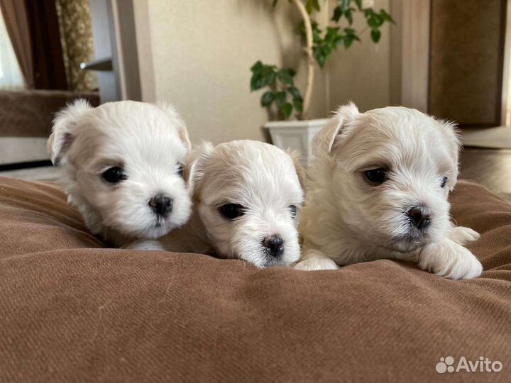 Щенки мальтийской болонки