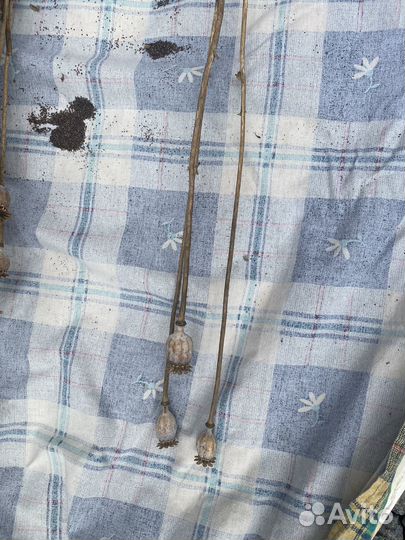 Мак декоративный