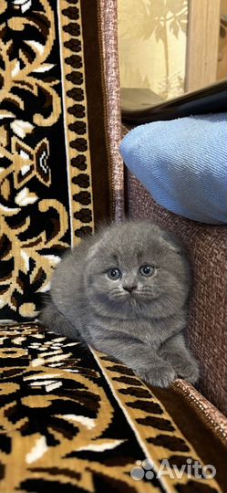 Шотландская